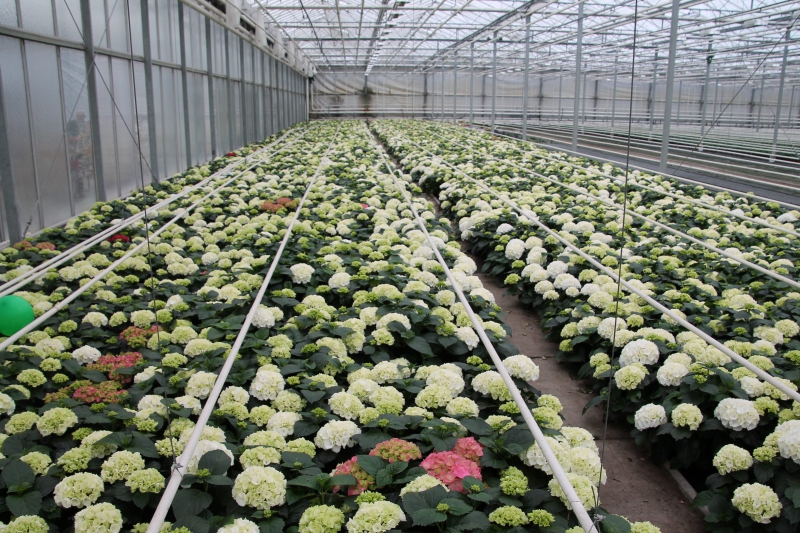 pepiniere-CANTARON-min_nursery-hydrangea-white-flowers-greenhouse-flower-1609210-pxhere.com